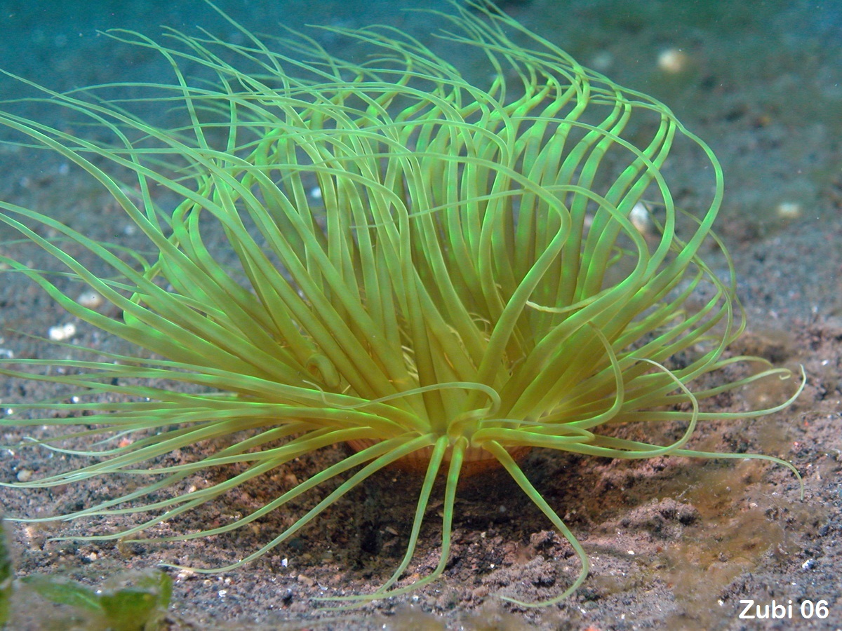 Black Corals and Tube Anemones - Schwarze Koralle und Zylinderrosen. Species on this page: Antipathes, Cirrhipathes, Stichopathes, Cerianthus