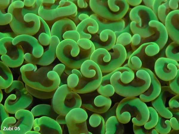 Coralpolyps - Korallenpolypen