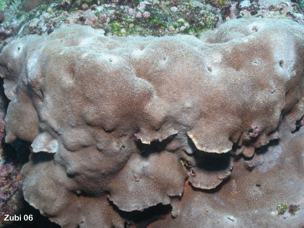 Porites-lichen.jpg