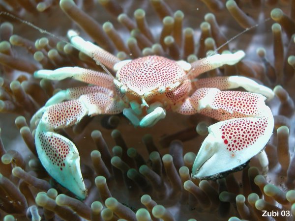 Porcelain crab - Porzellankrebs