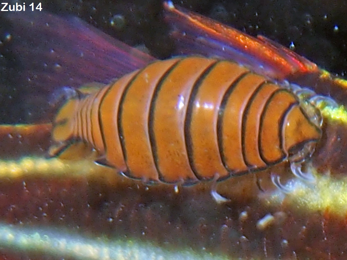 Isopods - Isopoda - Asseln: Bopyride, Cymothoa, Mesanthura, Nerocila, Santia
