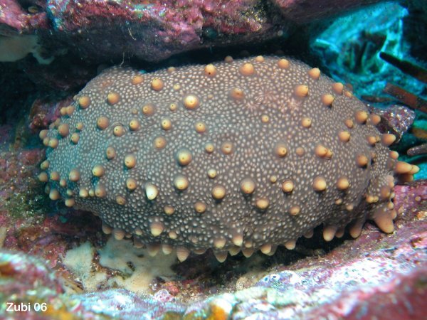 Pictures Of Sea Cucumber - Free Sea Cucumber pictures 