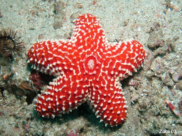 مجموعه نجوم البحر الحمراء روعه Euretaster-insignis2