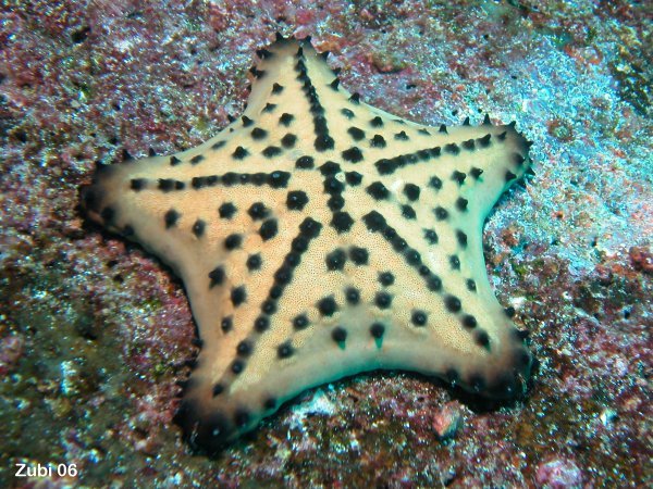 Choc Chip Starfish