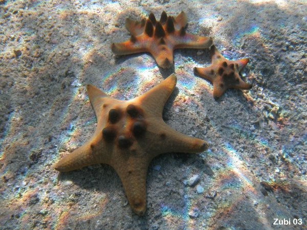 Protoreaster Starfish