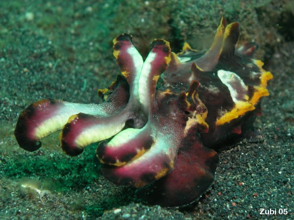 flamboyant cuttlefish close up - flammende Sepia von Nahem