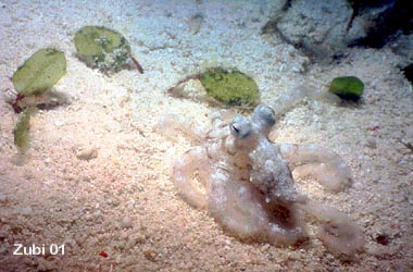 pygmy octopus - Pigmy Oktopus