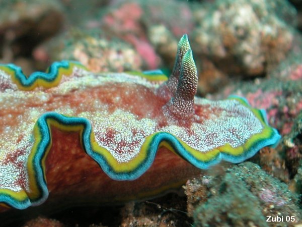 nudibranch - Nacktschnecke (Glossodoris cincta)