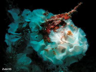 Bryozoan - Triphyllozoon inornatum - Spitzendeckchen-Moostierchen