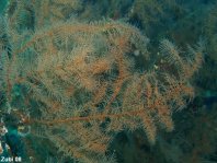 Black, Thorny or Horny Corals - Antipatharia - Dörnchenkorallen und Schwarze Korallen