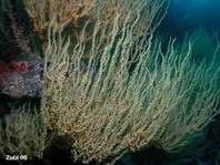 Black, Thorny or Horny Corals - Antipatharia - Dörnchenkorallen und Schwarze Korallen