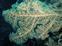 Black Corals - Schwarze Korallen. Species on this page: Antipathes, Cirrhipathes, Stichopathes