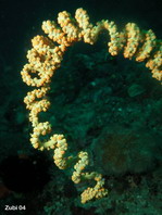 Spiral Coral - Cirrhipathes spiralis - Drahtkoralle (Drahtspirale)