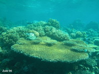 Corals and anemones - Korallen und Anemonen