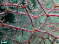 Gorgonian Sea Fan - Knotenkoralle (Netzfächer)