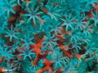 Gorgonian Coral - Seefächer (Riffgorgonie)