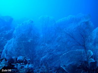 Gorgonian Sea Fan - Riesenfächer (Riesengorgonie)