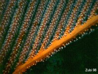 Whip Coral - Kammkoralle (Peitschenkoralle)
