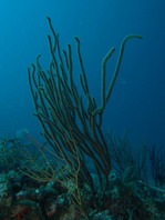 Branching Soft Coral - Ruten-Gorgonie