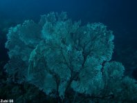 Gorgonian Sea Fan - Knotenkoralle (Netzfächer)