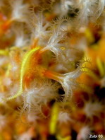 Branching Soft Coral - Ruten-Gorgonie