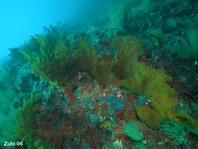 Gorgonian Sea Fan - Fächerkoralle