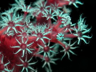 Octocorals  (Stoloniferans, soft corals, sea fans, gorgonians, sea pens, Blue Corals)  - Achtstrahlige Korallen (Röhrenkorallen, Weichkorallen, Hornkoralllen, Seefedern, Fächerkorallen, Gorgonien, Blaue Korallen)