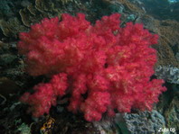 Soft Coral - Weichkoralle (Schleierbäumchen)
