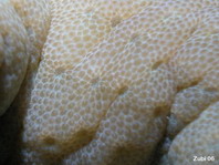 Soft Coral - Lederkoralle