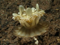 Rhizostomeae - Wurzelmundquallen