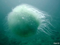 Jellyfish - Lobonema smithi - Igelqualle