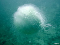 Jellyfish - Lobonema smithi - Igelqualle