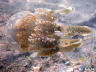 Papuan Jellyfish - Mastigias papua - Kleine Seegrasqualle 