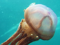 Jellyfish -Cigar Jellyfish - Thysanostoma thysanura - Zigarrenqualle
