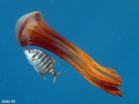 Cigar Jellyfish - Thysanostoma thysanura - Zigarrenqualle