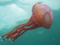 Jellyfish - Cigar Jellyfish - Thysanostoma thysanura - Zigarrenqualle