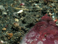 Comb-Jellies - Ctenophora - Kammquallen oder Rippenquallen