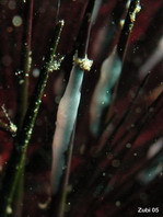 Comb-Jellies - Ctenophora - Kammquallen oder Rippenquallen