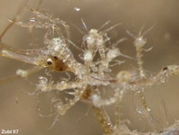 Skeleton shrimp (Caprellidae) - Caprella sp - Widderkrebschen (Skelettgarnele)