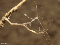 Skeleton shrimp (Caprellidae) - Caprella sp - Widderkrebschen (Skelettgarnele)