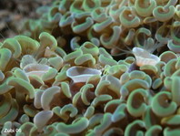 Coral Barnacle - Ceratoconcha - Korallen-Rankenfüsser