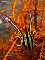 Elegant Squat Lobster - Allogalathea elegans - Eleganter Federstern-Springkrebs
