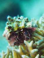 Hairy Red Hermit Crab - Dardanus lagopodes - Riff-Einsiedlerkrebs