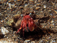 Anemone Hermit Crab - Dardanus pedunculatus - Anemonen-Einsiedlerkrebs