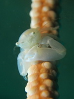 Porcelain Crab - Lissoporcellana sp8 - Porzellankrebs