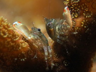 Porcelain Crab - Lissoporcellana spinuligera - Porzellankrebs