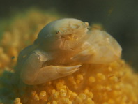 Porcelain Crab - Pachycheles sp1 - Porzellankrebs