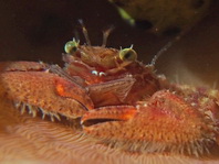 Porcelain Crab - Petrolisthes sp2 - Porzellankrebs 