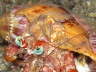 Porcelain Crab (Porcellana habei) who lives on the anemone which the hermit crab carries on its shell - photo Tineke Smit - Anemonenkrebs (Porcellana habei) welcher auf der Anemone lebt, die ein Einsiedlerkrebs herumträgt