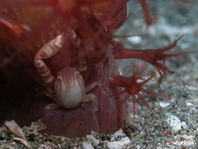 Haig's Porcelain Crab - <em>Porcellanella haigae</em> - Haigs Porzellankrebs